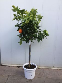 NARANJO C-35 CON FRUTO