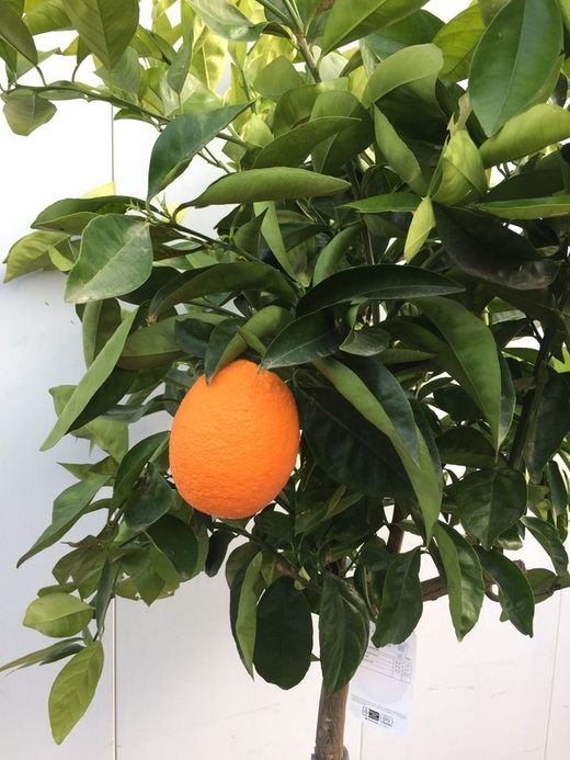 NARANJO C-35 CON FRUTO