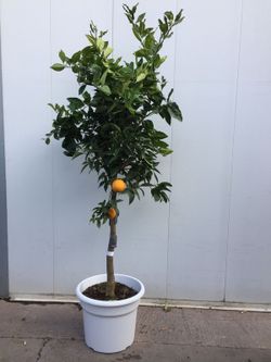 NARANJO C-45 CON FRUTO