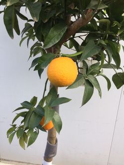 NARANJO C-50 CON FRUTO