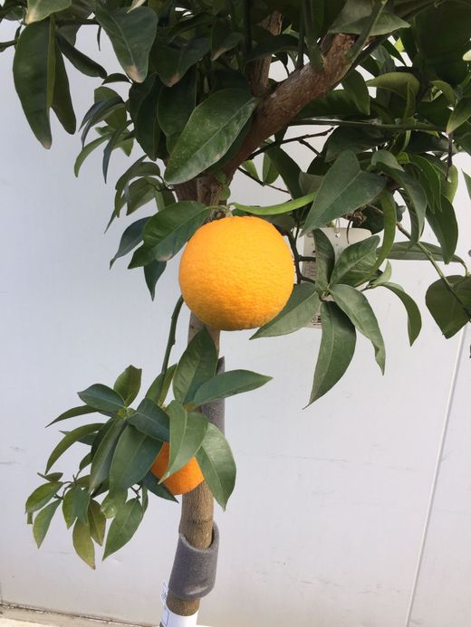 NARANJO C-50 CON FRUTO