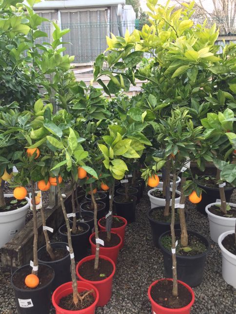 NARANJO C-50 CON FRUTO