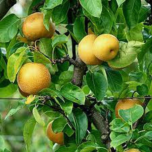 NASHI HOSUI Pyrus pyrifolia 4/6 C-19