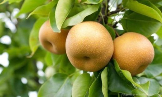 NASHI SHINSEIKI Pyrus pyrifolia 4/6 C-19