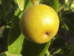 NASHI SHINSEIKI Pyrus pyrifolia 6/8 C-25