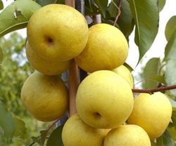 NASHI SHINSEIKI Pyrus pyrifolia 6/8 C-25