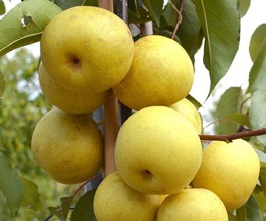NASHI SHINSEIKI Pyrus pyrifolia 6/8 C-25