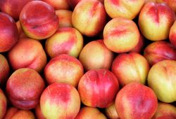 Nectarina Caldesi C-24  ITALIA