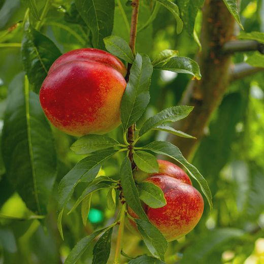 Nectarina Fairline C-24 ITALIA