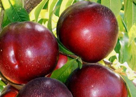 Nectarina p.g. Armking CT.42  ITALIA