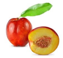 Nectarina p.g. Indipendence  CT.42  ITALIA