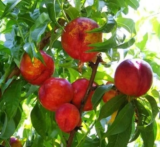 Nectarina p.g. Indipendence CT.42 ITALIA