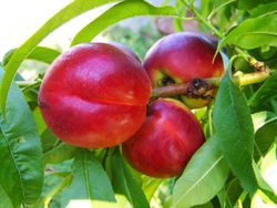 Nectarina P.G. Maria Aurelia C-42 ITALIA