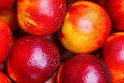 Nectarina P.G Star Red Gold C-42 ITALIA
