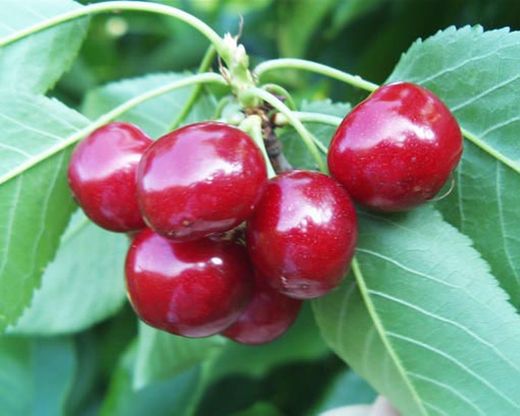 Cereza Celeste  C-25
