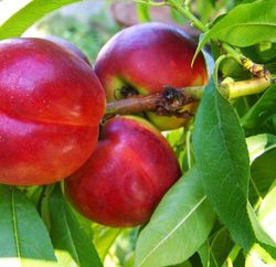 NECTARINAS MORTON Prunus persica 6/8 C-24 ITALIA