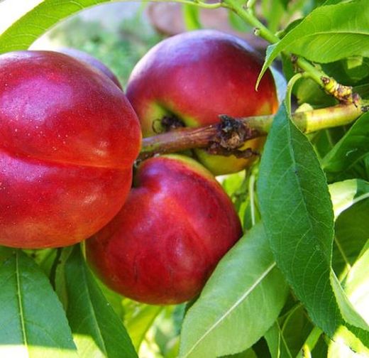 NECTARINAS MORTON Prunus persica 6/8 C-24  ITALIA