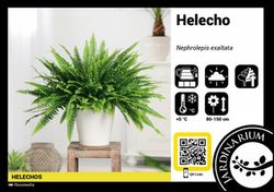 Neprolephis exalta  boston t-15