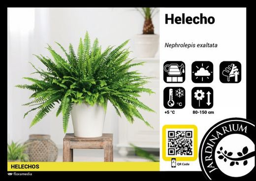 Neprolephis exalta  boston t-15