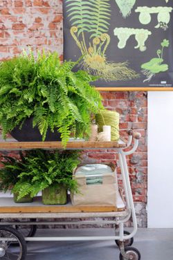 Neprolephis exalta  boston t-15