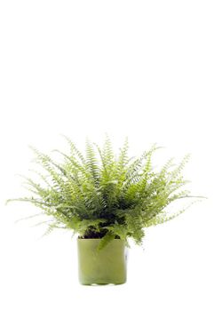 Neprolephis exalta  boston t-15