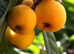 NISPERO JAPAN ARGELINO Eriobotrya japonica 4/6 C-19