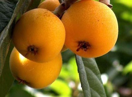 NISPERO JAPAN ARGELINO Eriobotrya japonica 4/6 C-19