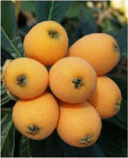 NISPERO JAPAN ARGELINO Eriobotrya japonica 4/6 C-19