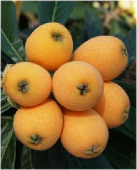 NISPERO JAPAN ARGELINO Eriobotrya japonica 4/6 C-19