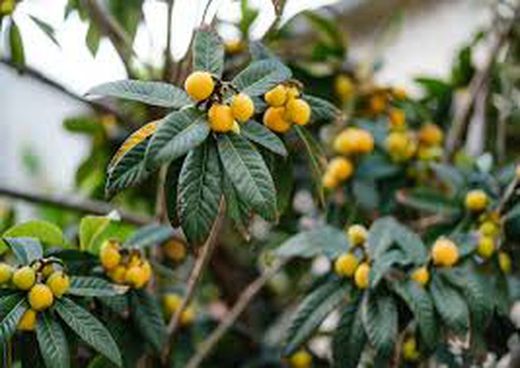 NISPERO JAPAN ARGELINO Eriobotrya japonica 4/6 C-25