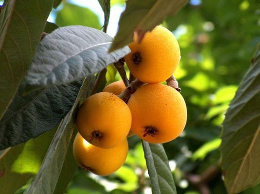 NISPERO JAPAN TANAKA Eriobotrya japonica 4/6 C-19