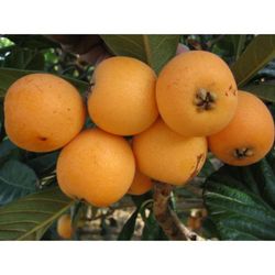 NISPERO JAPAN TANAKA Eriobotrya japonica 4/6C-25