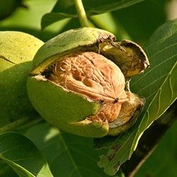 Nogal Común C-24 ITALIA