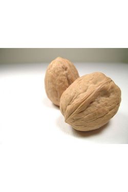 Nogal Fernette C-24 ITALIA