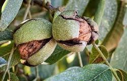 Nogal Fernette C-24 ITALIA