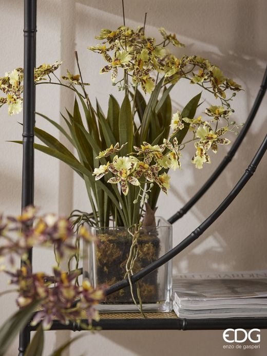 Orchidea Onidium C/Maceta
