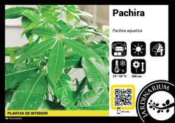 Pachira 60 cm de altura