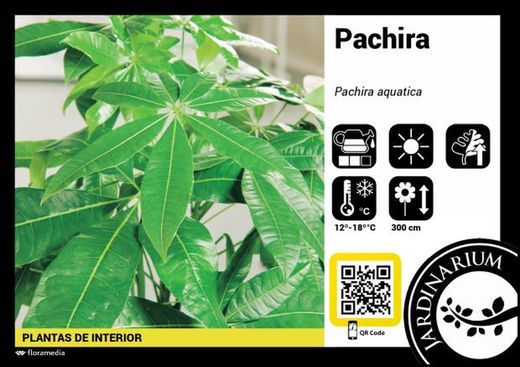 Pachira 60 cm de altura