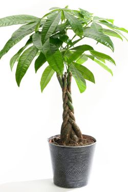 Pachira 60 cm de altura