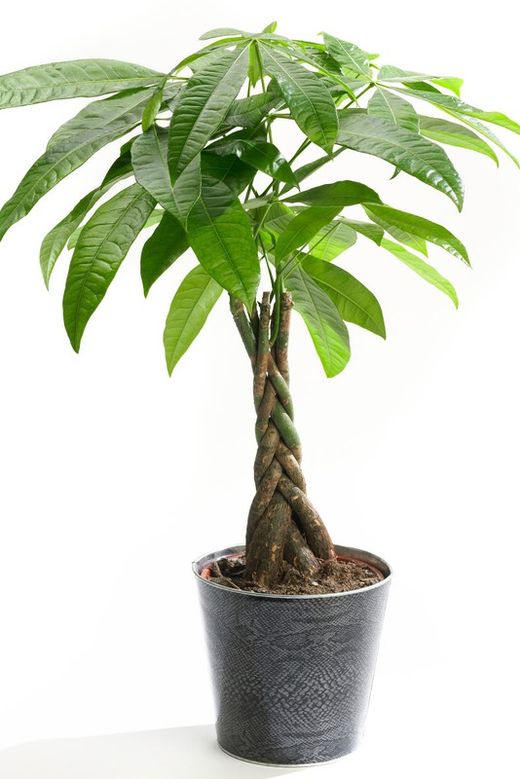 Pachira 60 cm de altura