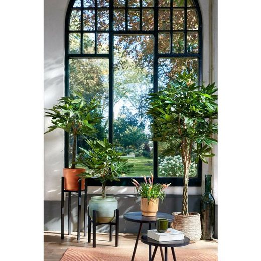 Pachira en maceta verde - h150xd65cm