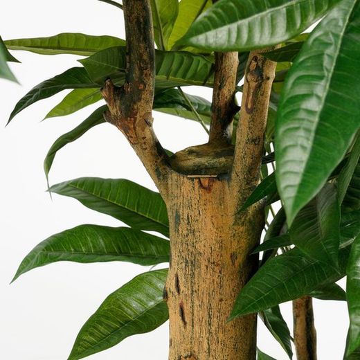 Pachira Tree Green - H175XD85CM
