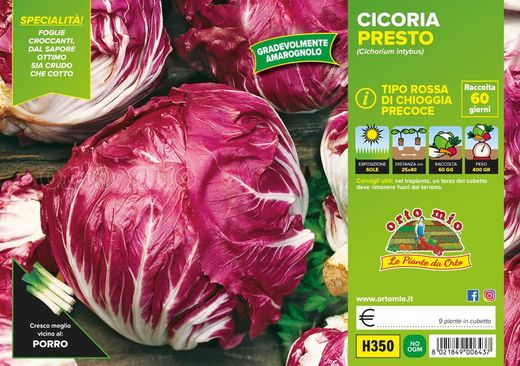 Achicoria Bola Roja Perseo 9 Plantas En Pack