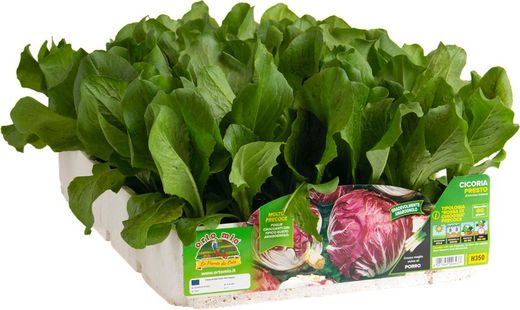 Achicoria Bola Roja Perseo 9 Plantas En Pack