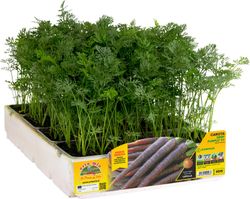 Zanahoria Negra Deep 16 Plantas En Pack