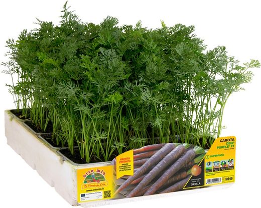 Zanahoria Negra Deep 16 Plantas En Pack