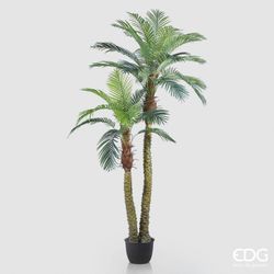 Palma Areca X2 C/Vaso H250 (30FG)  B8