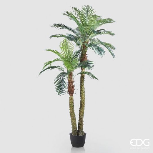 Palma Areca X2 C/Vaso H250 (30FG)  B8