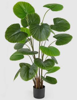 Palma Cámara con Maceta, 150cm