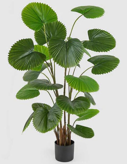 Palma Cámara con Maceta, 150cm